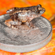 The 12.2mm long Robinmoore’s night frog (Nyctibatrachus robinmoorei) sitting on an Indian five-rupee coin (24mm diameter) is one of the new species discovered from the Western Ghats mountain ranges in peninsular India.